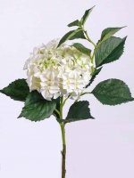 Hortensia JUMBO, ø25cm, 14lvs, 105cm (laatste te bestellen)